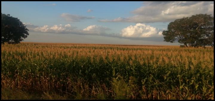 MILHO EM MINAS... SÓ FALTOU O FOGO