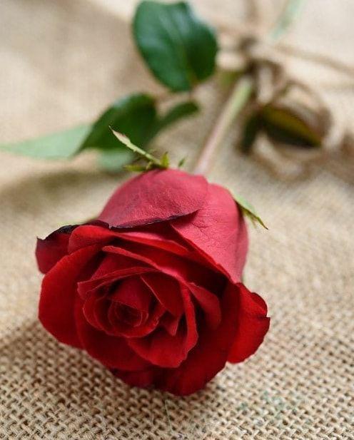 ❤️Minhas preferidas❤️