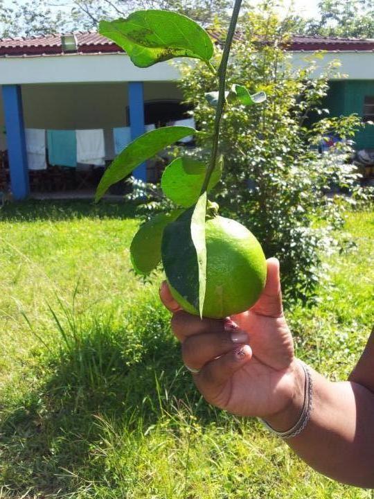 limão